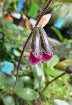 Image of Salvia buchananii Hedge