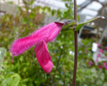 Image of Salvia buchananii Hedge