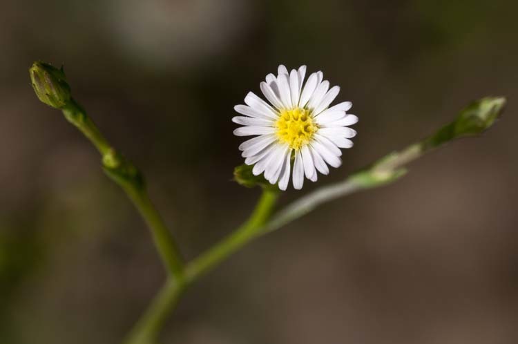 Imagem de Symphyotrichum subulatum var. parviflorum (Nees) S. D. Sundberg