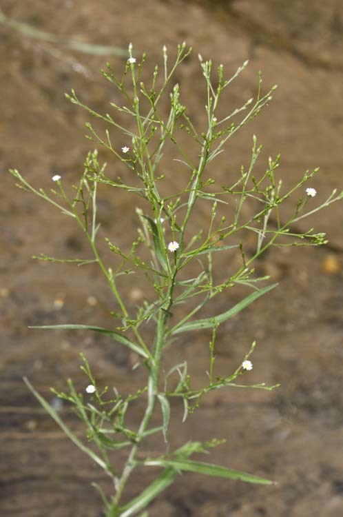 Image of Desert American-Aster