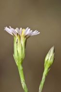 Imagem de Symphyotrichum subulatum var. parviflorum (Nees) S. D. Sundberg