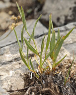 Image of Panamint rock goldenrod