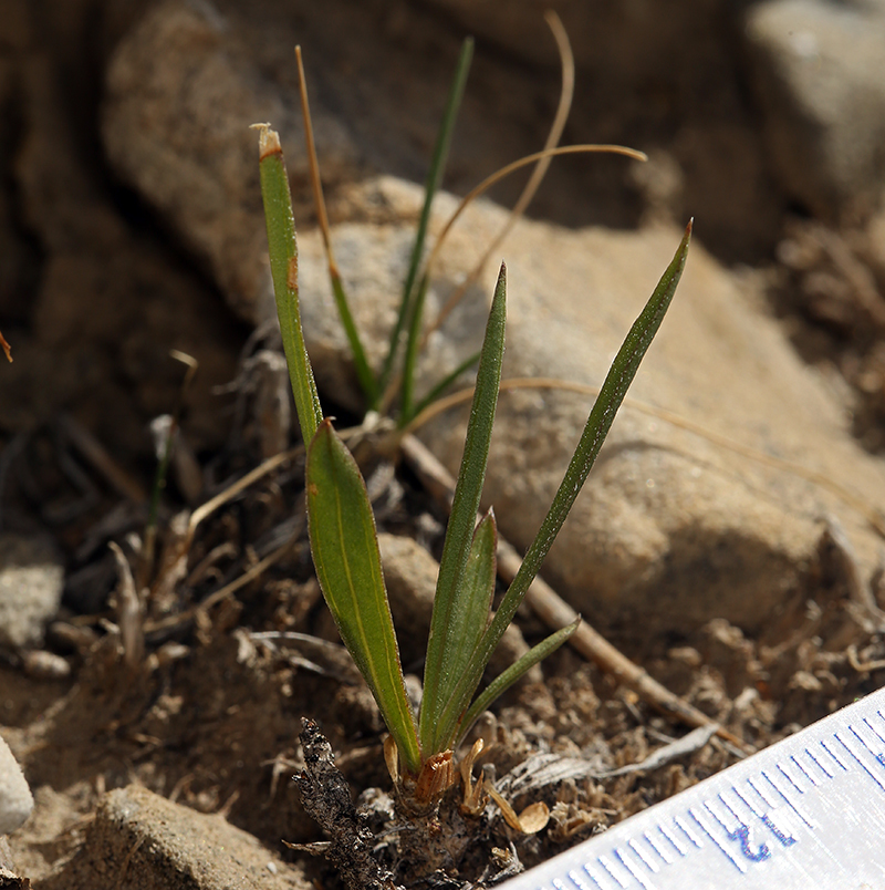 Image of Panamint rock goldenrod