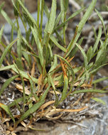 Image of Panamint rock goldenrod