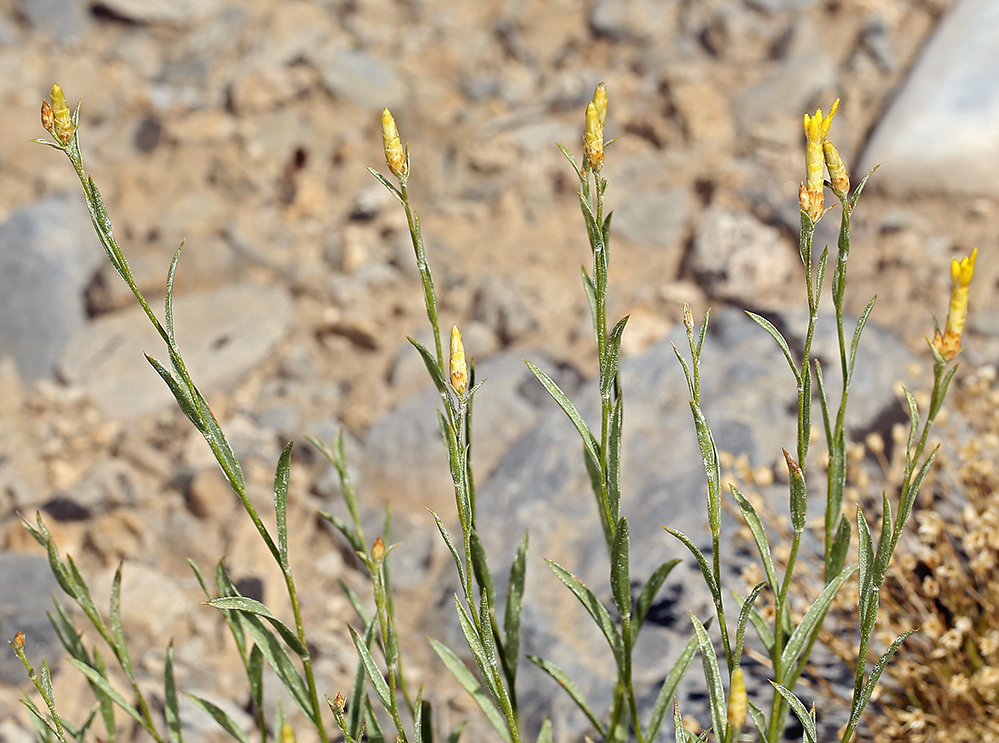 Image of Panamint rock goldenrod