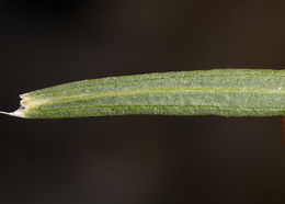 Image of Panamint rock goldenrod