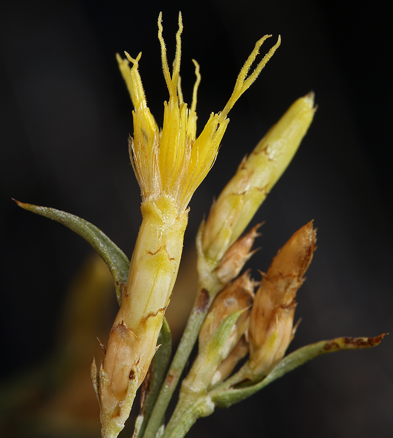 Image of Panamint rock goldenrod