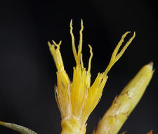 Image of Panamint rock goldenrod