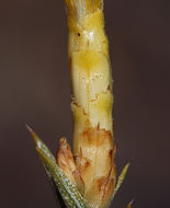 Image of Panamint rock goldenrod