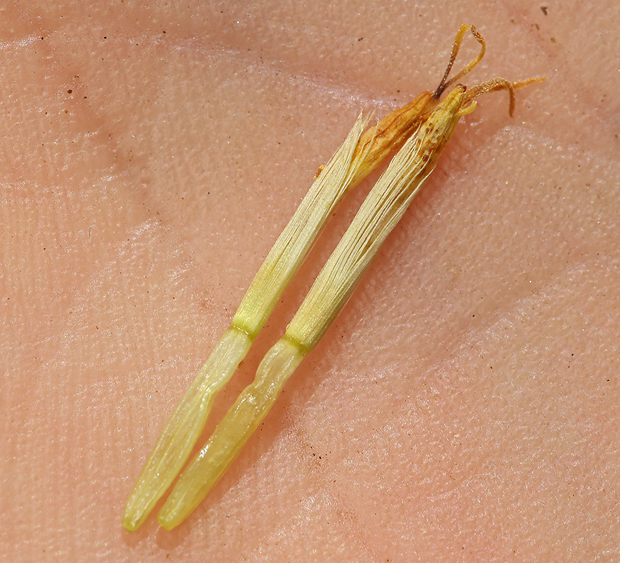 Image of Panamint rock goldenrod