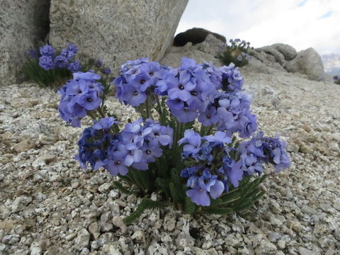 Слика од Polemonium eximium Greene