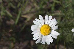 Image of scentless false mayweed