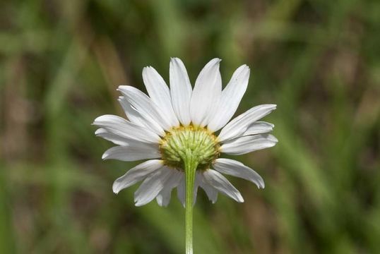 Image of scentless false mayweed