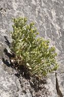 Image of Idaho goldenweed