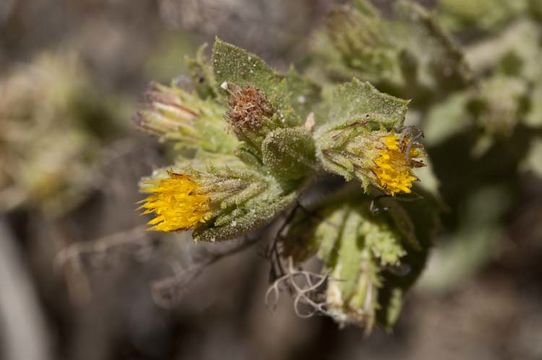 Image of Idaho goldenweed