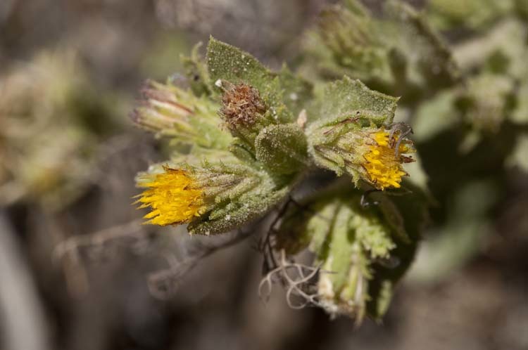 Imagem de Triniteurybia aberrans (A. Nels.) Brouillet, Urbatsch & R. P. Roberts