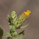 Image of Idaho goldenweed