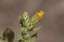 Image of Idaho goldenweed