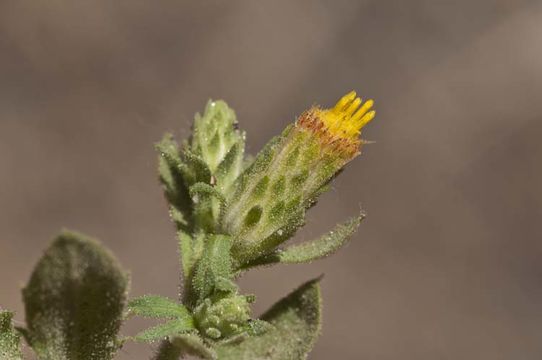 Image of Idaho goldenweed