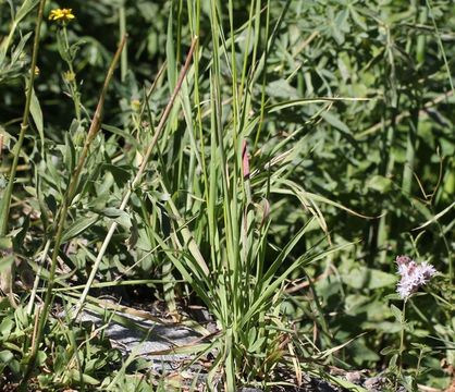 Image de Bromus suksdorfii Vasey