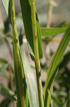 Image of Suksdorf's brome