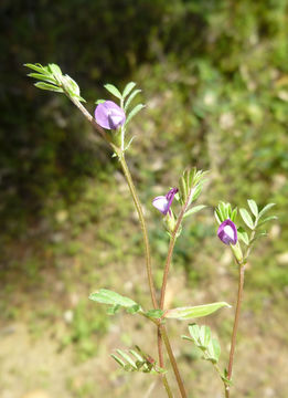 Imagem de Vicia lathyroides L.