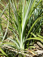 Image of Basket-grass