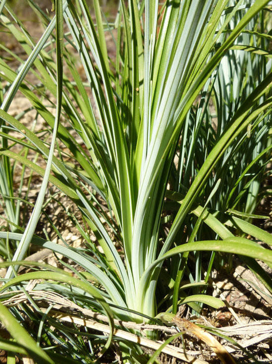 Image of Basket-grass