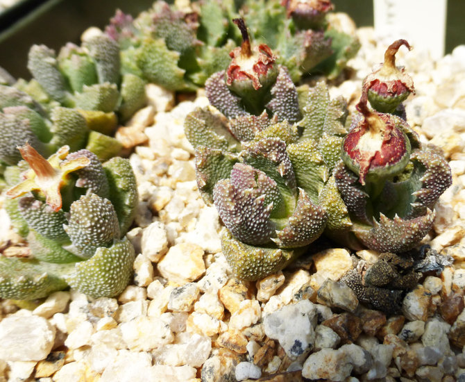 Image de Stomatium latifolium L. Bol.