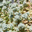 Sedum dasyphyllum L. resmi