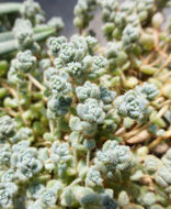 Imagem de Sedum dasyphyllum L.