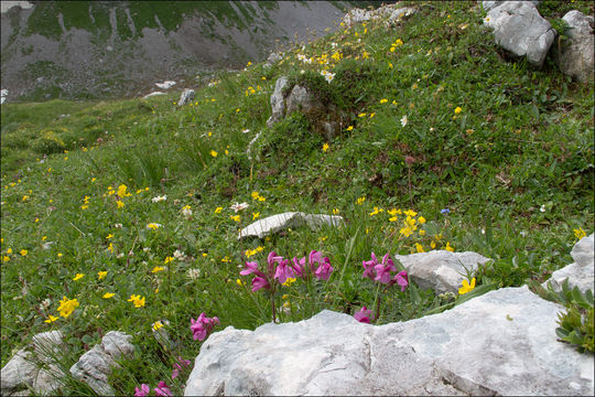 Image of beaked lousewort