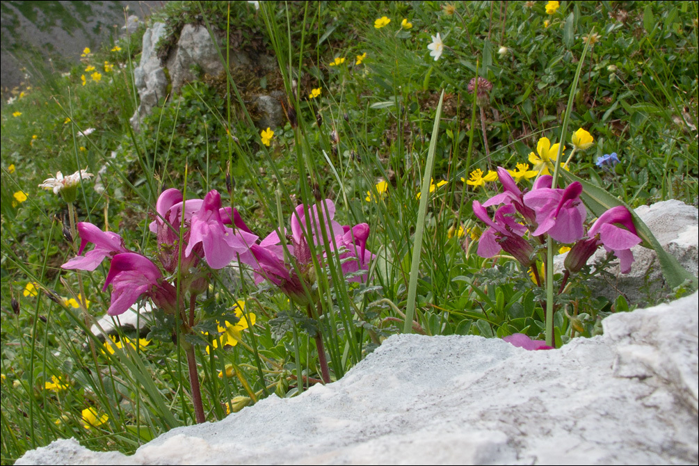 Image of beaked lousewort