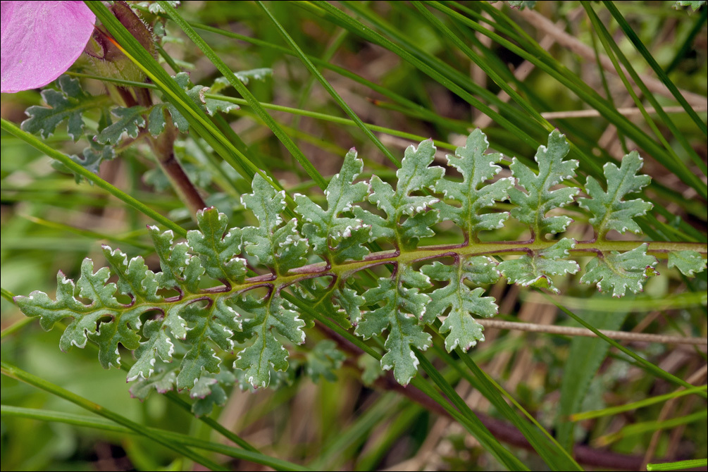 Image of beaked lousewort