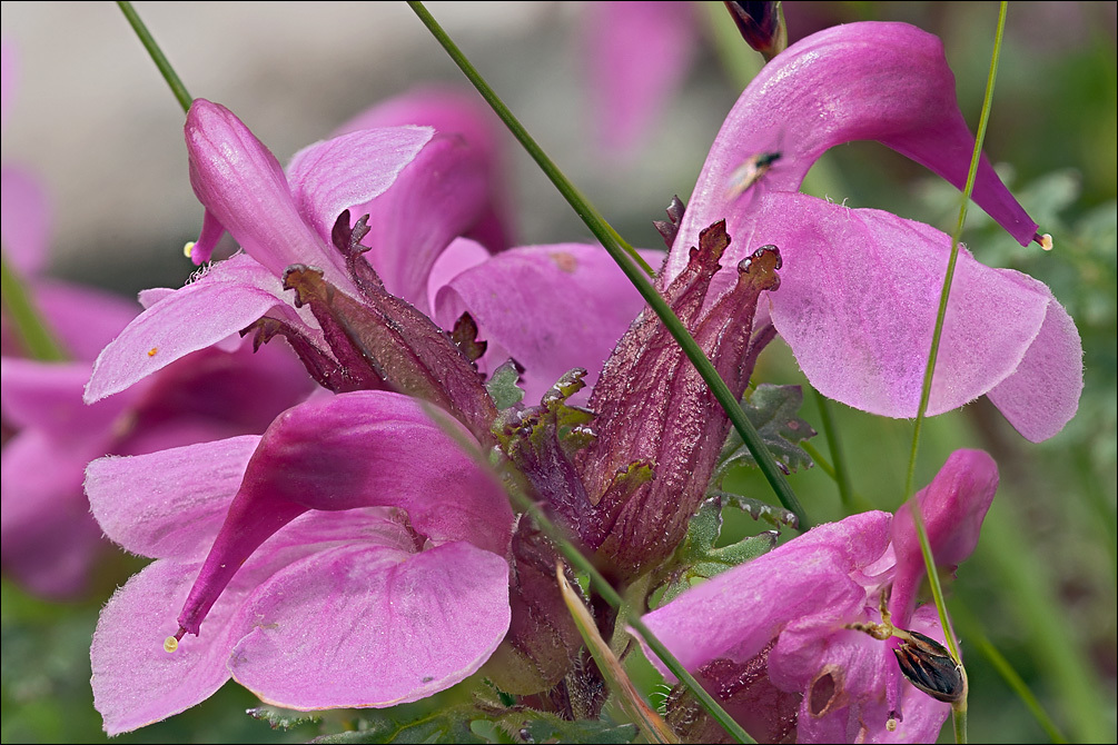 Image of beaked lousewort