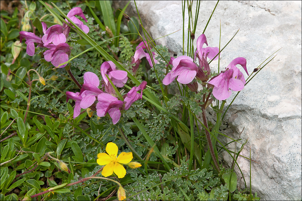 Image of beaked lousewort