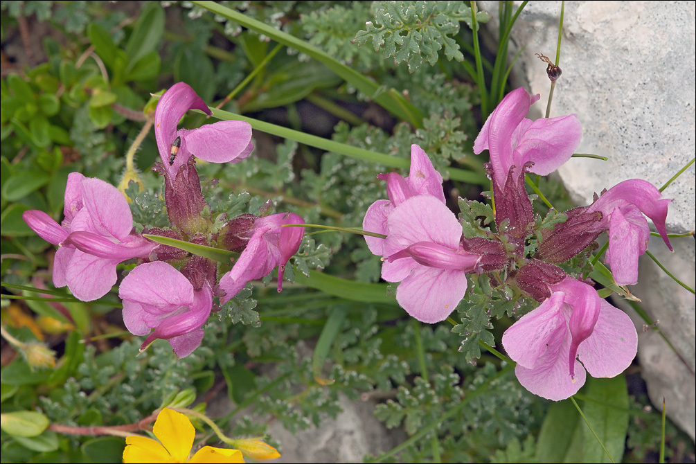 Image of beaked lousewort