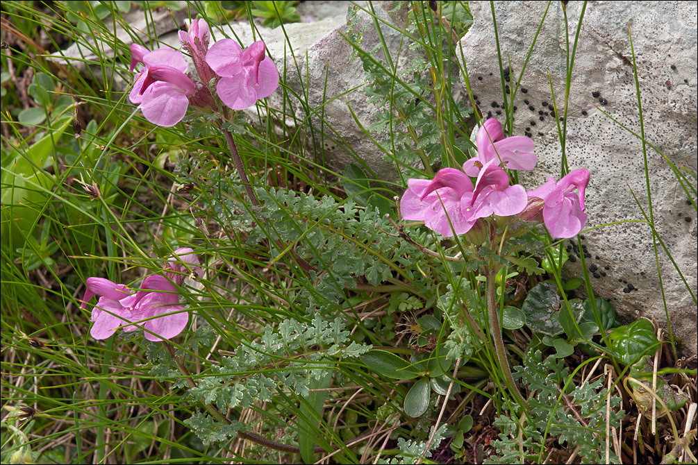 Image of beaked lousewort