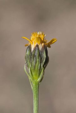 Слика од Adenophyllum wrightii A. Gray