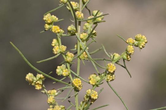 Image of Needle-Leaf Burrobush