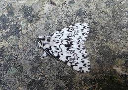 Image of Black Arches