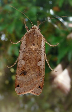 Image of Large Yellow Underwing