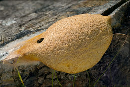 Image of Dog vomit slime mold