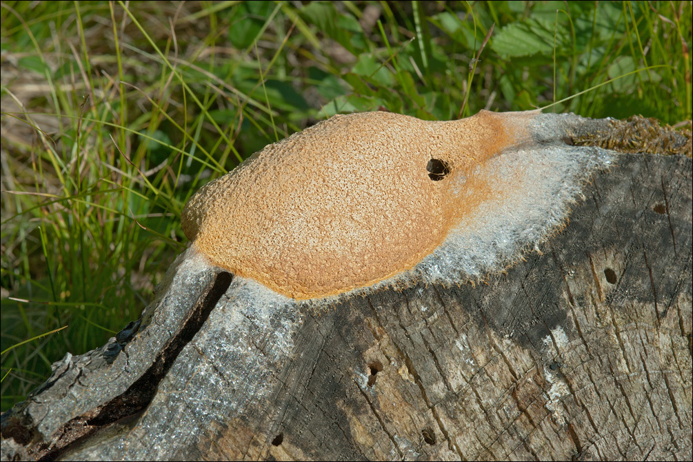 Image of Dog vomit slime mold