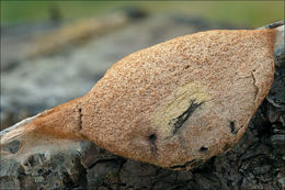 Image of Dog vomit slime mold