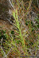 Image of Encinitis false willow