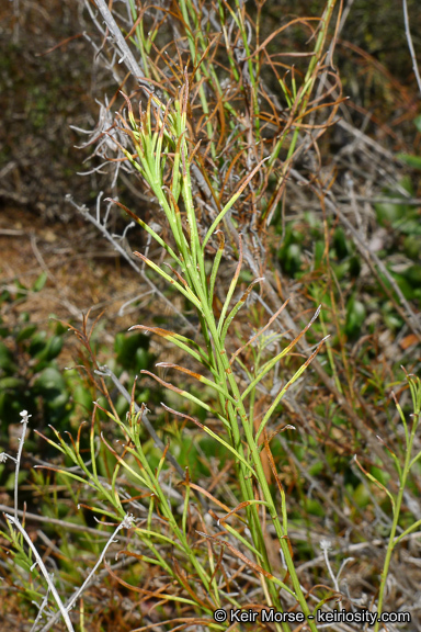 Image of Encinitis false willow