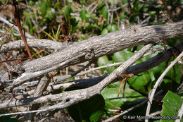 Image of Encinitis false willow