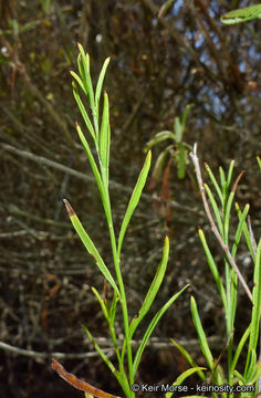 صورة Baccharis vanessae R. M. Beauchamp