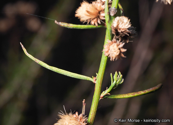 Image of Encinitis false willow